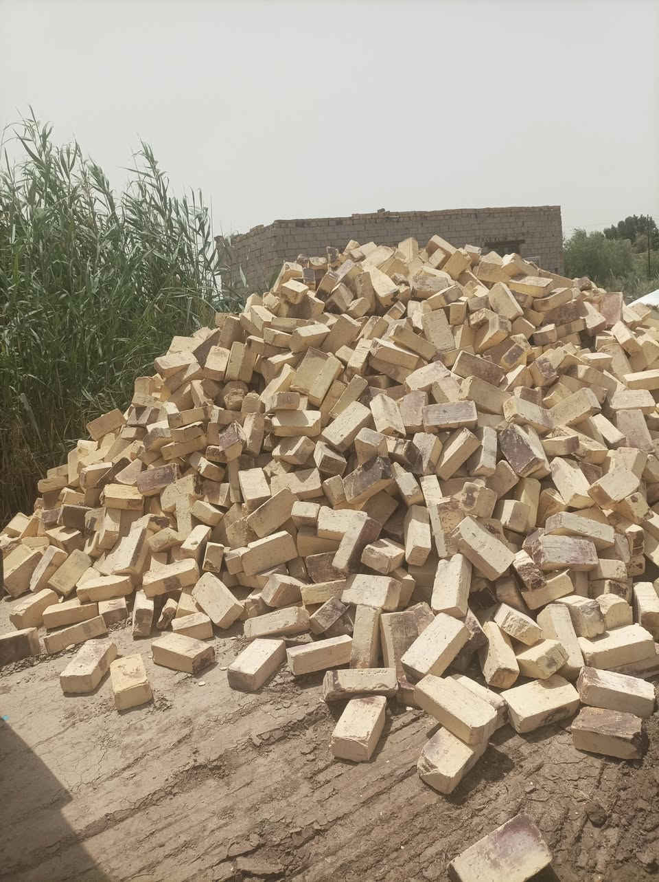 طابوك شرط عل مكلاب لون وقوه وقلب 4000 وزياده انتصال بيك خير ودلال والسعر حسب مكانك ***********
***********
واتساب
