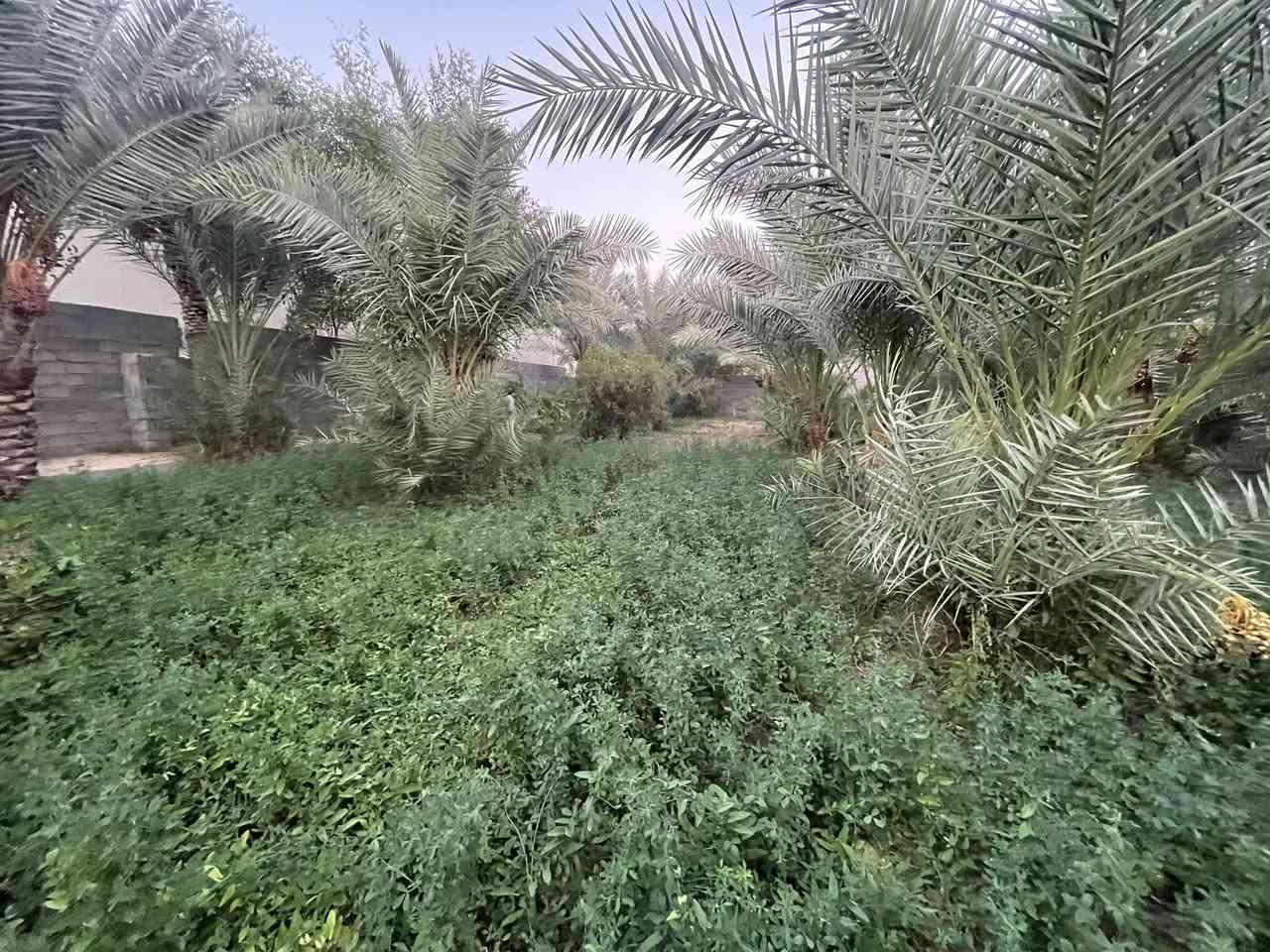 للبيع مساحة  دونم واجه21متر علئ ‏التبليط مبا شر￼
طابو سند 25 (تحويل أسهم بإسم المشتري) متوفرة كافة الخدمات (تبليط /ماء/ كهرباء/ مدارس/ مركز صحي/ الموقع كربلاء - شارع رابط الزبيلية يبعد عن شارع نجف كربلاء 3 كيلو يبعد عن شارع طويريج كربلاء سيطرة الإبراهيمية 3 كيلو يبعد عن مركز مدينة كربلاء الإمامين(ع) 8 كيلو 📞*********** /📞***********
