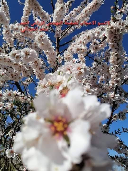 #وداعا_لتساقط_الثمار
#وفرنالكم_اقوى_مثبت_ازهار ولجميع الاشجار
خلطة مثبت ازهار وتحسين عقد الثمار
وايضا يوجد خلطة #احمد_الحرداني  لزيادة الانتاج وتكبير الثمار مجربة وفي جميع المحافظات 
وايضا يوجد #معقمات للحفاظ على الثمار من الاصابات بأسعار مناسبه 
#يوجد_خدمة_توصيل_لجميع_المحافظات


**إذا كنت صاحب هذا الإعلان وتريد حذفه لأي سبب، رجاءا أرسل رسالة إلى الدعم الفني**