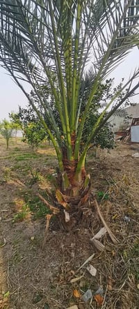 برحيات للبيع 6 نخلات 07734034320