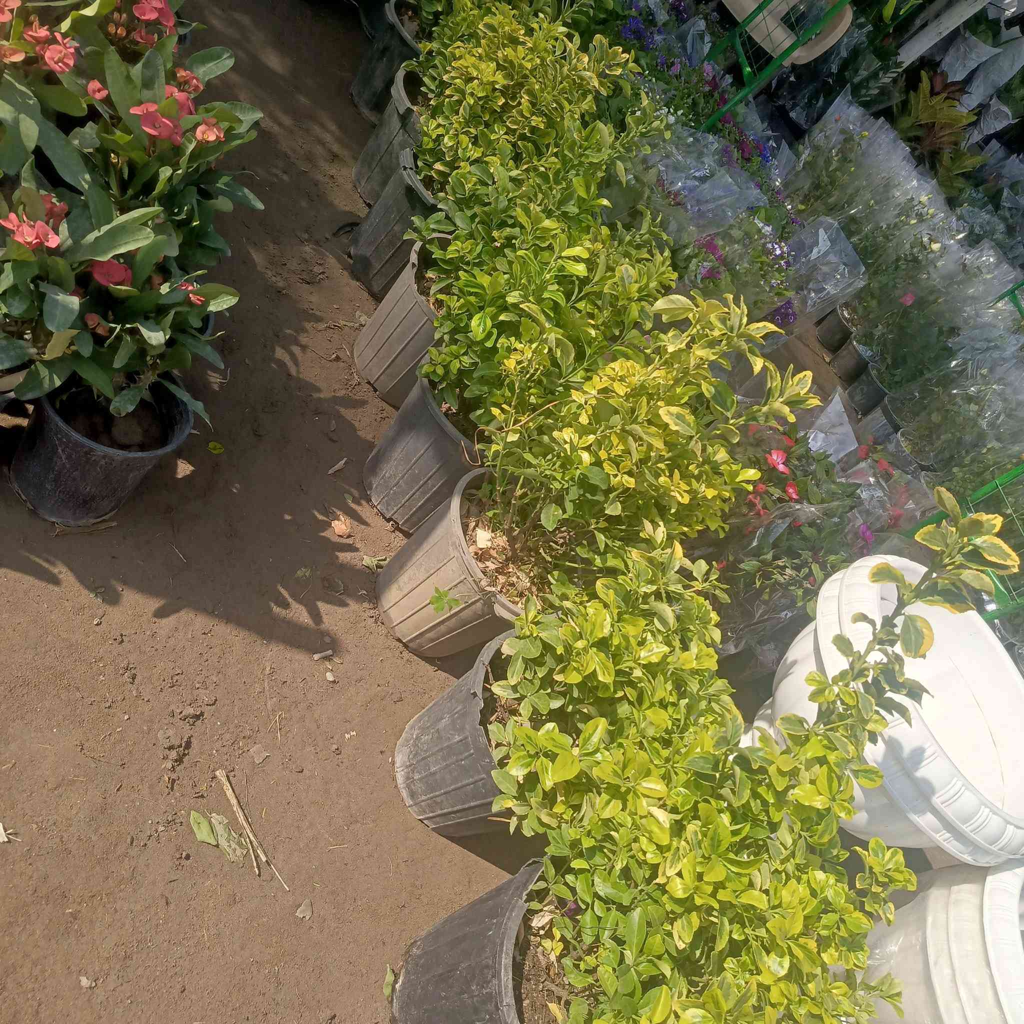 موسم خير ورزق حلال. يالله
مع بدايه موسم الربيع لعام 2026
تم نشاء حديقه رقم (8) خلال هذا لشهر
#حديقه_الاخت_دكتوره_ام_ناريمان
في الحله /الخسرويه
للاتصال او مراسله وتس اب ***********
#ضمان_العمل_10_سنوات
#متابعه_مجاناا_4اشهر

#اخوكم المهندس الزراعي
@إشارة
