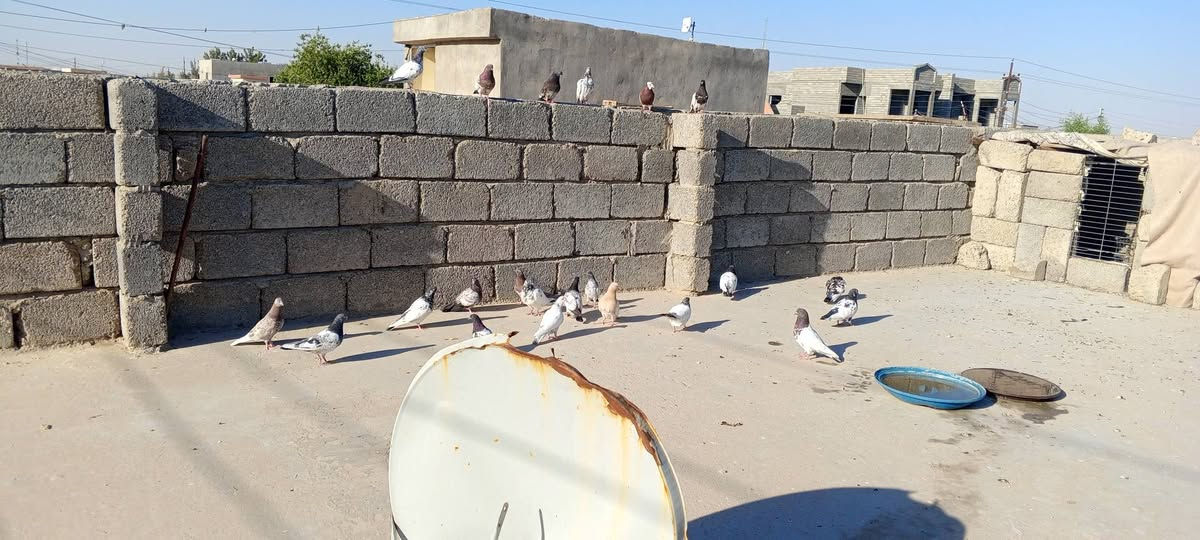 اليريد شلع بس يجيني
وحياكوم الله ❤✨


**إذا كنت صاحب هذا الإعلان وتريد حذفه لأي سبب، رجاءا أرسل رسالة إلى الدعم الفني**