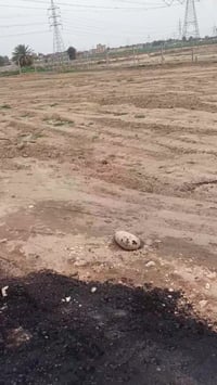 تقسيم جديد • بابل القاسم • ٢٥٠م