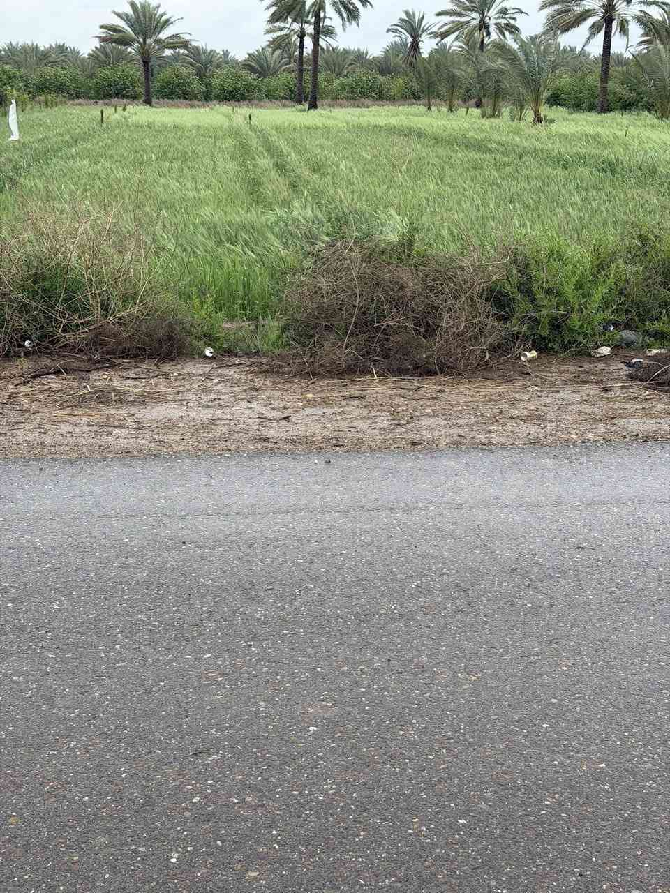 السلام عليكم بغداد الراشدية ثلاث3 دوانم  السعر الدونم واحد سعرها75بية مجال
واجها50النزال150

سند25طابو 

سندد25 افتح بيان واحول ابسمك 

ماي ساله ماي سكي واكهرباء 

الارض ع تبليط 

الاستفسار ***********

— في ‏بساتين الراشديه‏.
