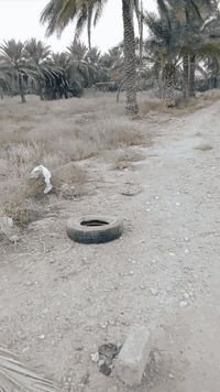 قطعة ارض زراعي طابو سند 25المساحة 500مربع مسيجة بي ارسي وفيها ماء وكهرباء العنوان بعقوبة العثمانية قرب بيت حجي قيس البياتي لها طريقان اما عن طريق اسواق الكربولي اوما على السدة السعر 40مليون بيها مجال الاتصال على الرقم ***********
