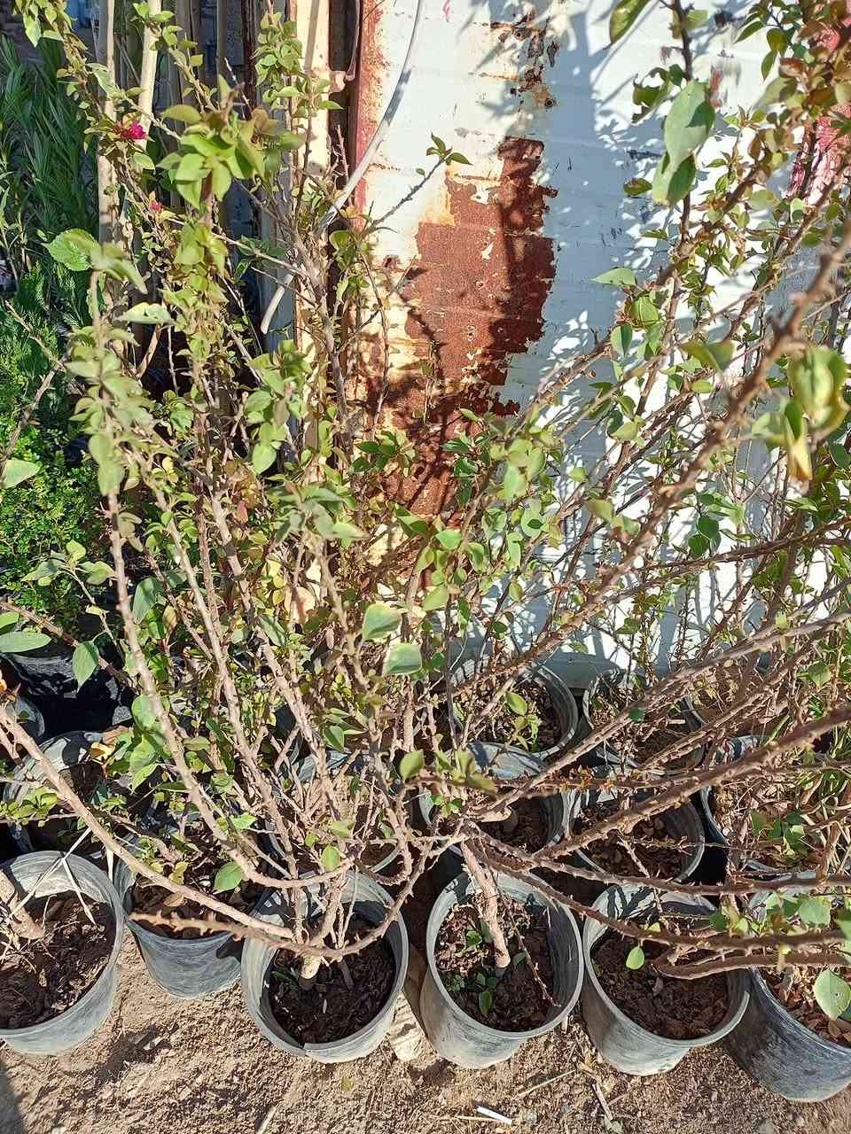 اللهم صلى على محمد وال محمد 
                          مشتل الجمعيه 
توفرت مجموعة من النباتات الخارجية
جوري عراقي 2000
بيبي روز 2000
عفص تركي 2000
شوكه اصفر 3000
بخور 3000
اكاسيا مصري إرتفاع 4مت10.000
تكي كندي مطعم ارتفاع 3متر  8000
 لالنكي صيني 10.000
فكس خشن 2000
كارزيه 1000
ياسمين اصفر متسلق5000
جهنمي شجيري كثيف 5000
جهنمي متسلق 3000
ياس عراقي كثيف 3000
كاكي طماطه...موزي....كعكي 10.000
دفله 1250
الدجيل الجمعيه خلف الدفاع المدني 
للاستفسار والحجز مازنجر واتساب ***********
توجد لدينا خدمه توصيل داخل الدجيل💯💯💯💯
