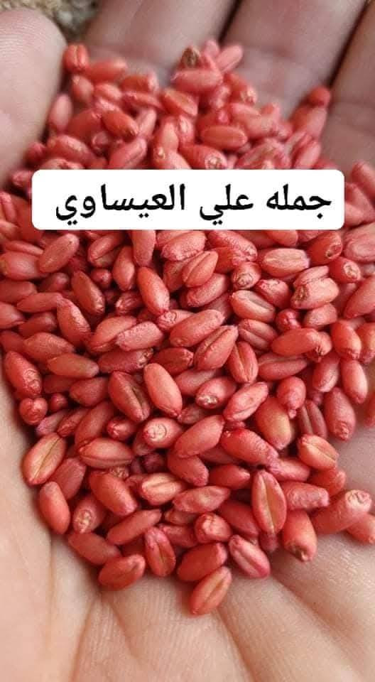 السلام عليكم ورحمة الله وبركاته 
يتوفر لدينا بذور حنطه مغلفات أدنه تركي
  (  #شركه #روفه )
صنف #مبكر 
إنتاج ٢٠٢٤
درجه اولئ
خاليه من جميع الشوائب 
للاستفسار الاتصال
***********
بابل قضاء الكفل 
كراج بني مسلم
