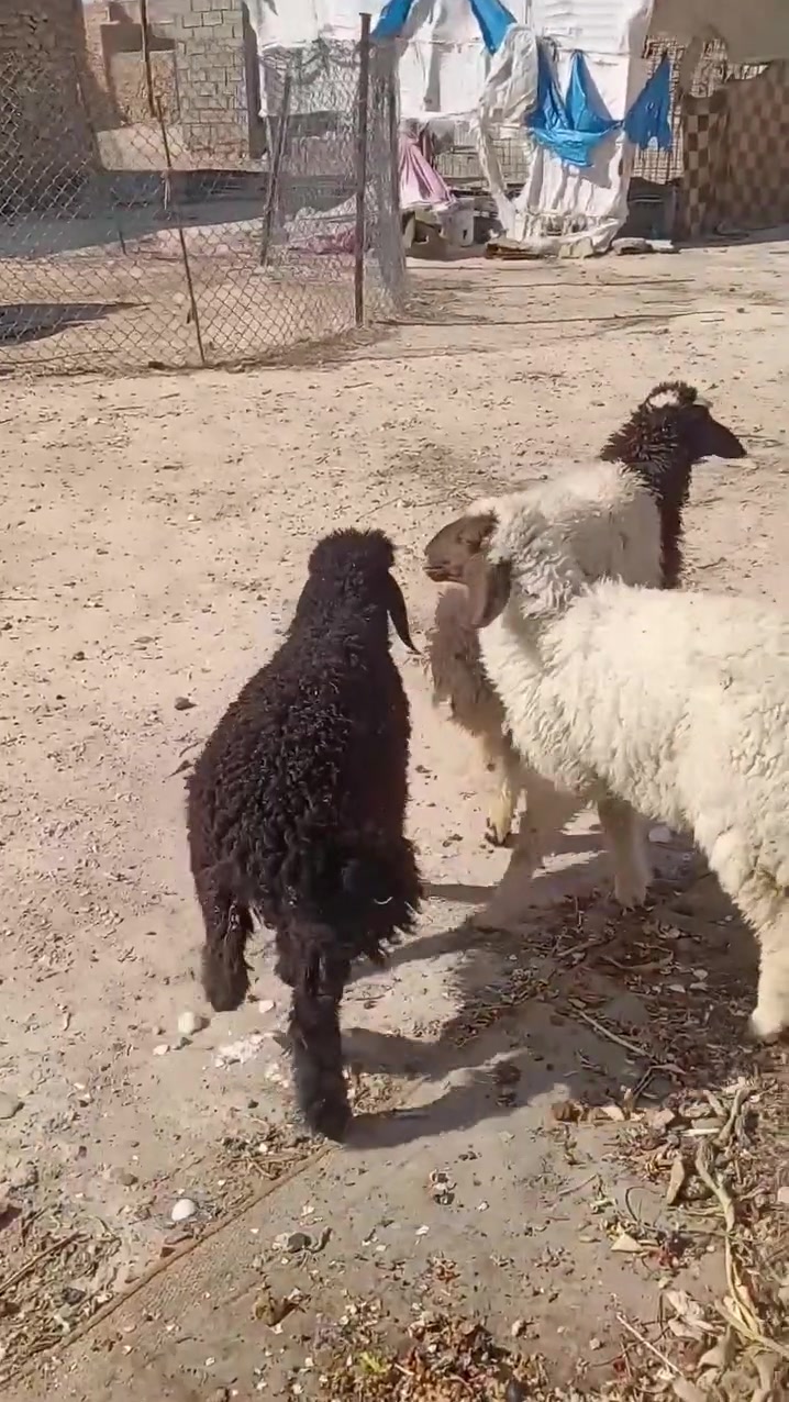 فطايم قوزي العدد 3 ماشاءالله عليهن تريدهن لحم تريدهن جنيه كلشي يرهمن نصاح ومعالفات وعلى كل عيب حلال نضيف مال جنيه
السعر زوج 450
المكان الانبار حديثه بروانه 
الاستفسار اتصال على رقم *********** 
يوجد توصيل
