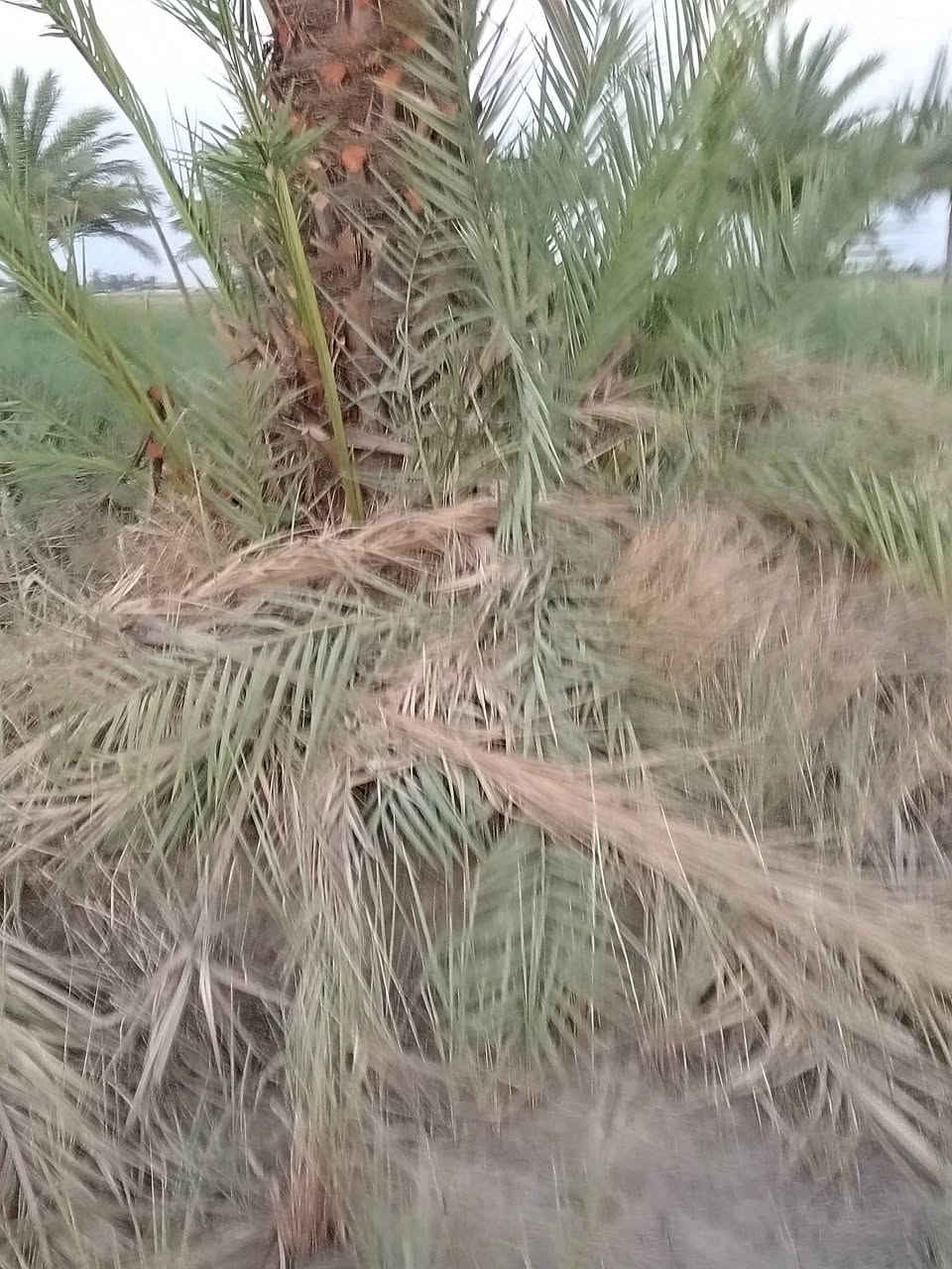 ادمن تره ماكو هيجي هاذا ثالث منشور ماتوافق عليه
بسم الله
يوجد لدينا فسائل زهدي وخستاوي بسعر مناسب
وحلاوي وشكر ولدينا كادر عمل لرش مبيد العناكب والغبار وبسعار مناسبه اليحب يتفضل خاص ويدلل


**إذا كنت صاحب هذا الإعلان وتريد حذفه لأي سبب، رجاءا أرسل رسالة إلى الدعم الفني**