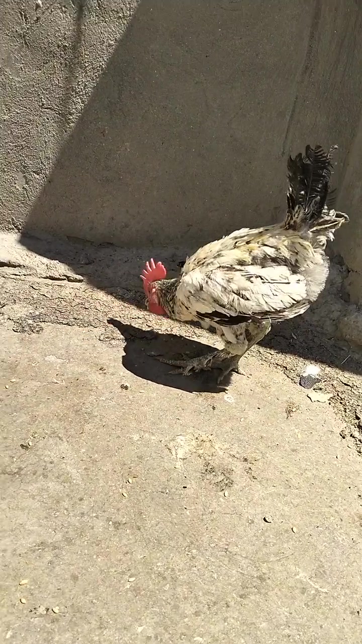 السلام عليكم دجاج عرب للبيع السعر  مناسب  مال بيت الدجاجه بياضه


**إذا كنت صاحب هذا الإعلان وتريد حذفه لأي سبب، رجاءا أرسل رسالة إلى الدعم الفني**
