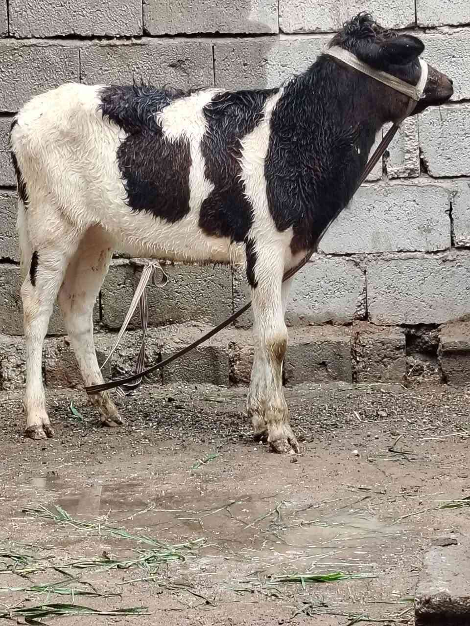 السلام عليكم
للبيع حوليه جنس هولشتاين اصليه عمرها ٦ أشهر وشرط النصاحه السعر 840وبيها مجال الاستفسار الاتصال على الرقم *********** // ***********
