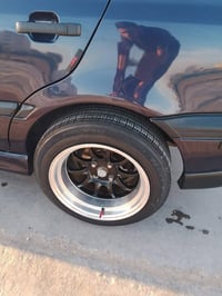 ويل عريض • بدون فطر • مراوس