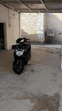 سكنس فحل كوري للبيع  الدراجه خير من الله مكفول من التبخير او التنقيص  ...