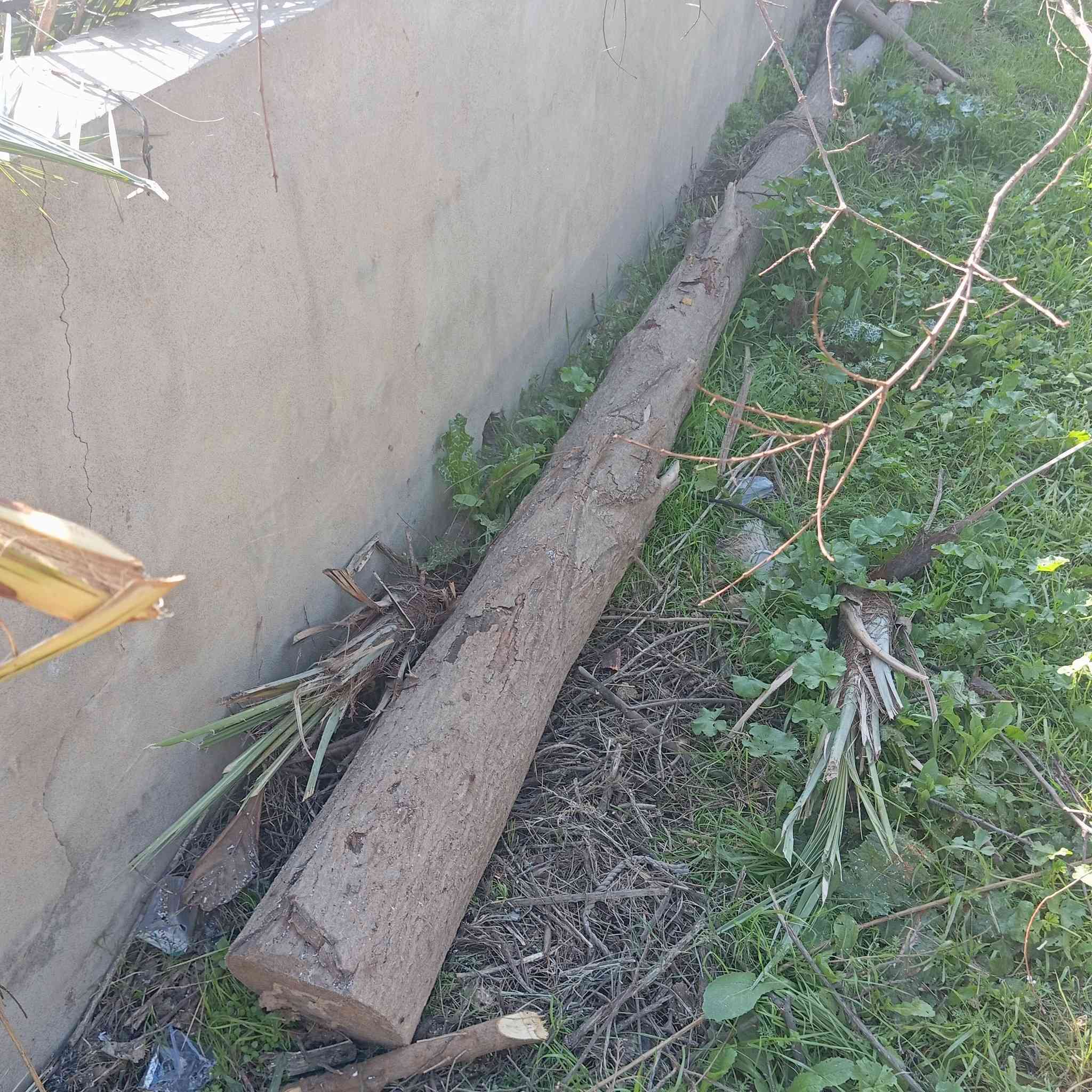 داری چنار 5مەتری داری10هەزار ***********
