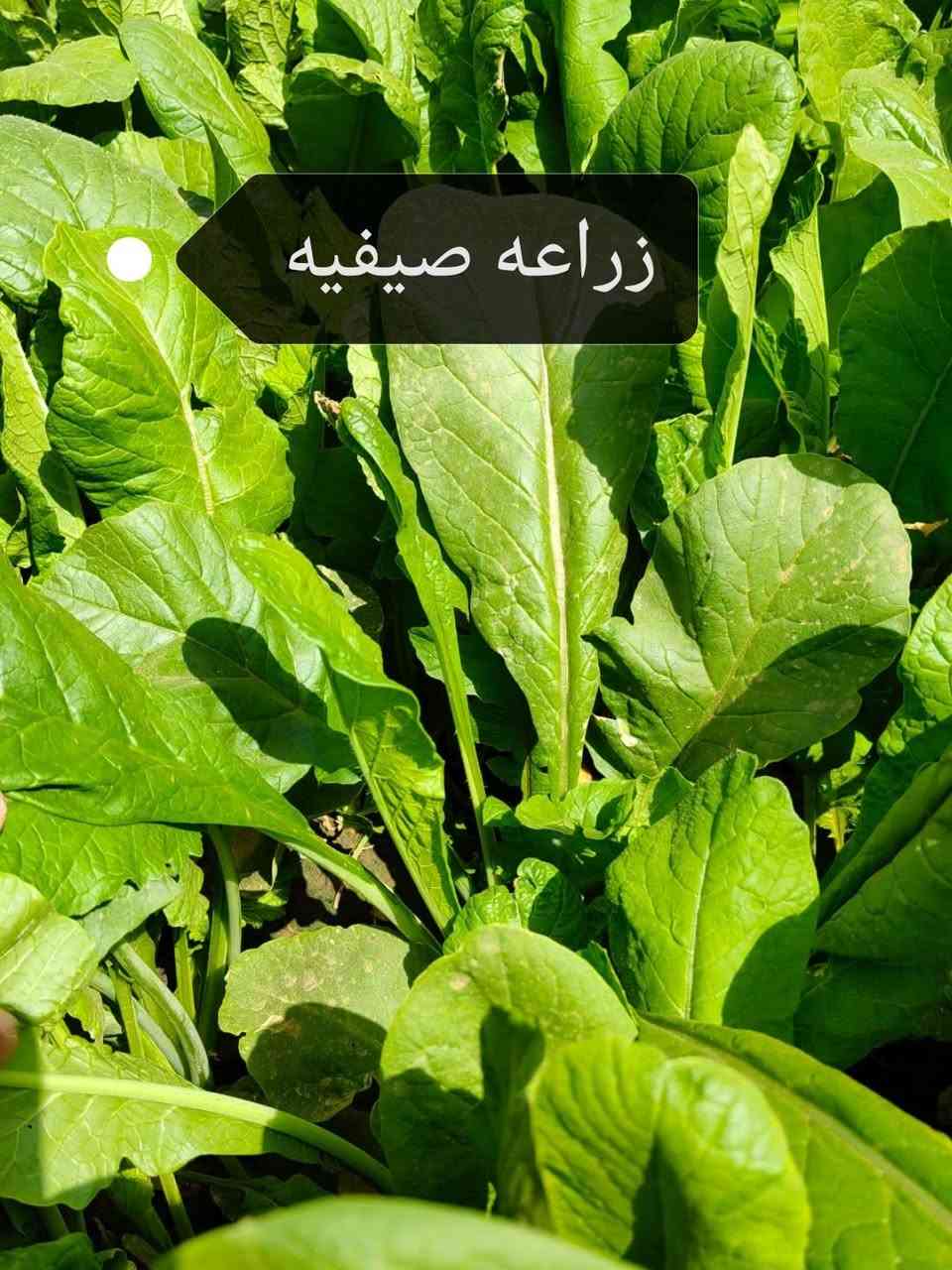 السلام عليكم يوجد كميه بذور فجل نوعيه بذور الخصيب زراعته صيفي وشتوي للستفسار والتواصل صاحب البذور #مكلف بالنشر 
***********
