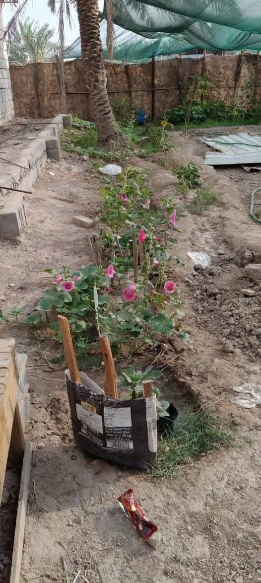 🟥 قطعة أرض للبيع – البصرة / أبي الخصيب 🟥
المساحة 530متر
الواجهة 25متر – النزال 20ونس
نوع العقار وقف سني أصولي

🌴 مزروعة نخيل برحي وبريم وأم دهن وأنواع مختلفة
🌲 سدار ونباتات زينة 🌺🌻🌷🌾🥀

🧱 مسيجة بلوك محكمة + باب سلايت
🛣️ شارع 7متر

📍 العنوان: أبي الخصيب / جيكور / شارع الميناء
✅ جميع الخدمات متوفرة (ماء، كهرباء، مدارس، جوامع)
قريب من ذهب أبو الخصيب القديمة

💰 السعر 38مليون وبيه مجال
📞 للاستفسار اتصال أو واتساب
***********
