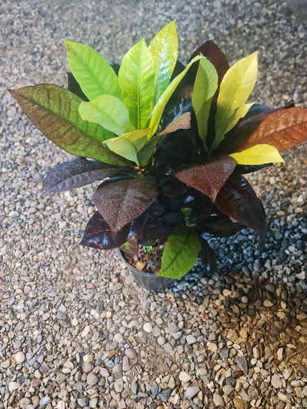 السلام وعليكم نباتات ضلية نظافه فول كلهن داخل منزل الاسعار جوه كل صوره عنوان المشتل ديالى الخالص الغربية قرب مدرسة مصطفى جواد مجاور اسواق الحداد يوجد توصيل ***********
