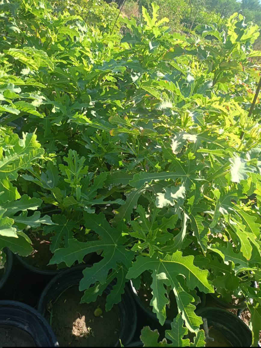 مشتل كرار الزراعي  الأسعار جمله فقط عرض جوه سوك 
يتوفر تين العبيد السعودي صور مال شهر تاسع 
حاليا بدون اروراق ضمان 💯 حجم سندان 19 
العدد موجود 400شتله ارتفاع شتله 50س واكثر 
وبي 40س سعر 3٫500
تحياتي الكم احبتي متابعين 
العنوان بغداد الكريعات يم وقف سني 
واتساب ***********
