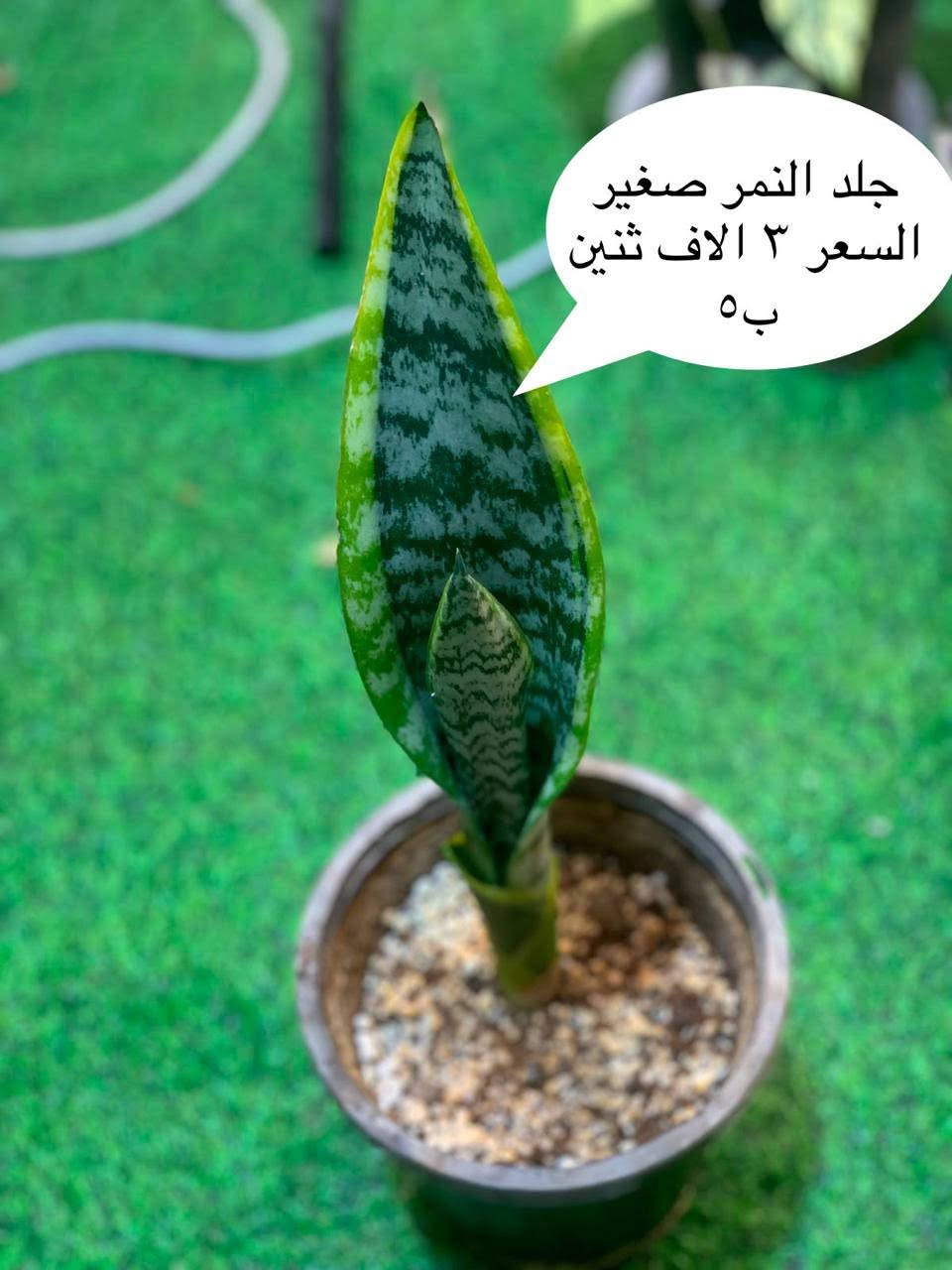 نباتات ظليه مكاني كربلاء يتوفر توصيل


**إذا كنت صاحب هذا الإعلان وتريد حذفه لأي سبب، رجاءا أرسل رسالة إلى الدعم الفني**
