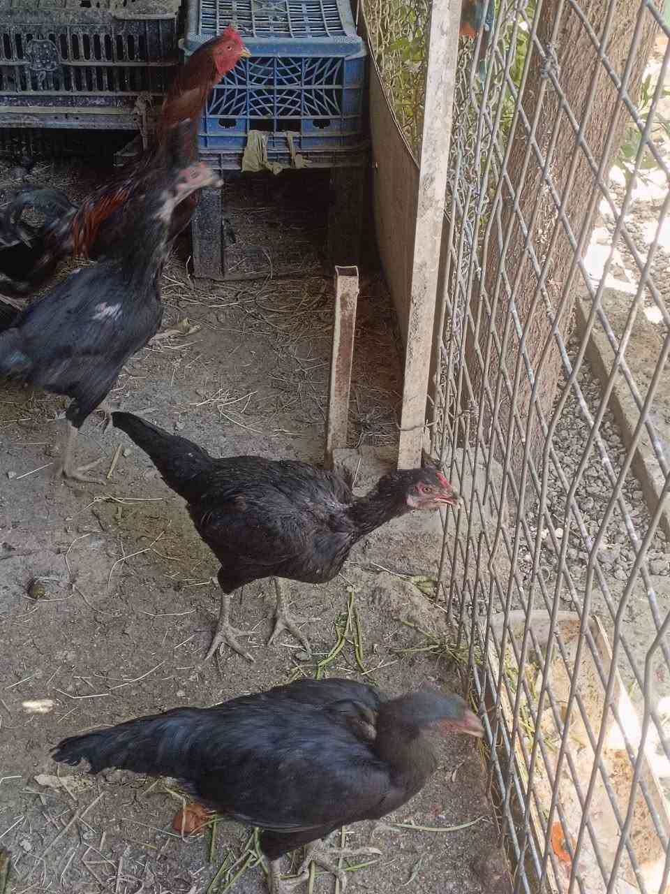 متاح للبيع دجاج هراتي اوشامو سعر ١٠٠ وبي مجال اي ستفسار الخاص متوفر


**إذا كنت صاحب هذا الإعلان وتريد حذفه لأي سبب، رجاءا أرسل رسالة إلى الدعم الفني**