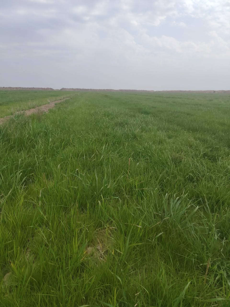 10دوانم دغل للبيع /علئ نتصال ع رقم
***********
