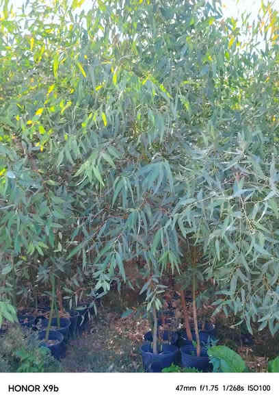 السلام عليكم.
©  اكاسيا مصريه. 3متر ونص. سندان 26
©  البيزيا.   3متر.   سندان 26
© اكاسيا. مترين ونص. سندان 22
©  كالمتوز. مترين ونص. سندان 26 
©  قزمي. متر.   سندان 26

طريق حله نجف. قرب جامعه الحله الاهليه
***********.    توصيل الجمله  مجاني
