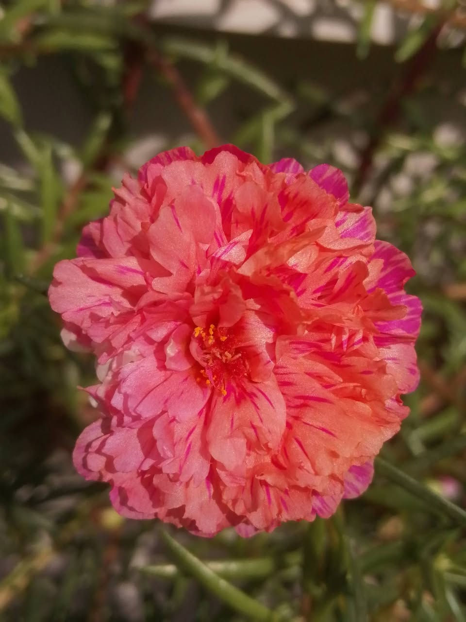السلام عليكم ورد الصباح 8 الوان كل 20 غصن 5 الاف ويتوفر توصيل لكافة المحافظات 🌹💖


**إذا كنت صاحب هذا الإعلان وتريد حذفه لأي سبب، رجاءا أرسل رسالة إلى الدعم الفني**