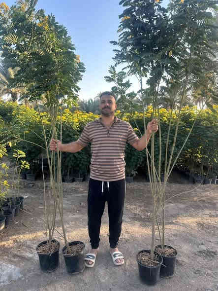 اكاسيا مصريه
الكميات خير من الله 

الاسعار تخبل 

التفاصيل ع الخاص
او للأستفسار *********** 

الحله / الرارنجيه
