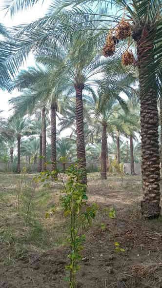 دونم ركن على شارعين مدخلين الها المدخل الأول من جزيرة بغداد السياحية المدخل الثاني من مركز ناحيه الراشدية واجه 72 نزال 35 طابو زراعي سند 25 تحويل مباشر 
كامل خدمات من كل النواحي كهرباء ماء اسله وماء سقي 
العنوان بغداد الراشدية حي المهندسين قرب دائرة ماء الدباقيه 
***********
***********
