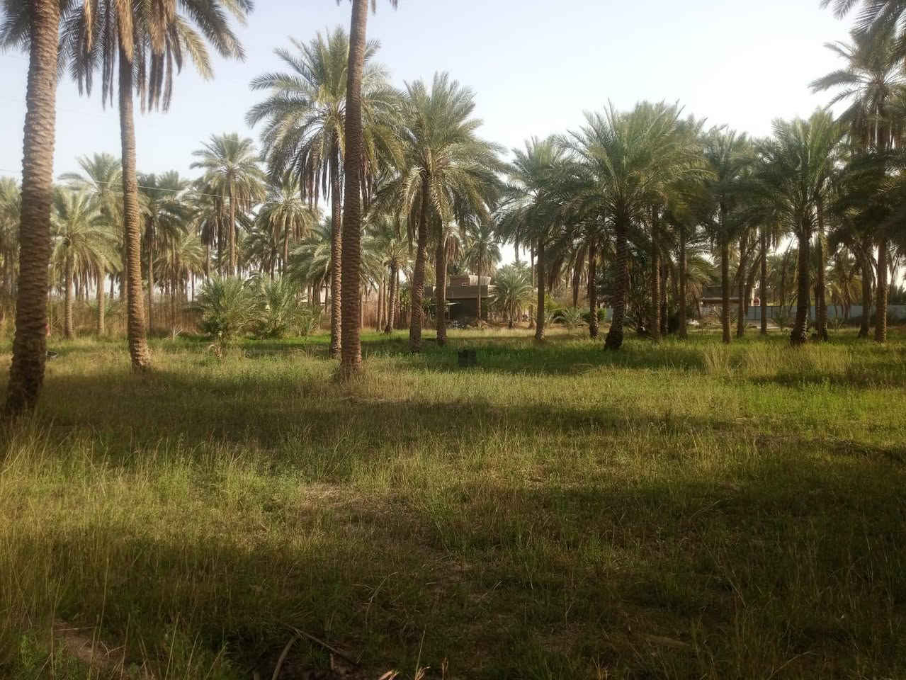 فرصه استثماريه للايجار سنويا
قطعه ارض بستان تحتوي ع 120نخله صالحه للزراعه بمساحة 4 دونم ونصف تصلح كمخازن او سكلة مواد انشائيه او للزراعه  بأيجار الارض 4مليون سنويا قابل للتفاوض ((خدمات كامله))
العنوان كربلاء الحسينيه منطقه البو غانم للاستفسار ***********
