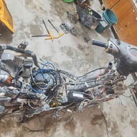 سكنس نثيه • ياباني • كابريتر