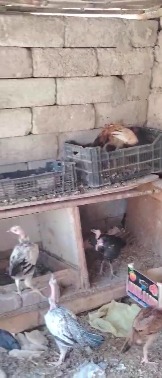 للبيع
دجاج 🐓 
أفراخ عرب
بط 🦆 
بش 
مكان بيجي
الاتصال 
***********
