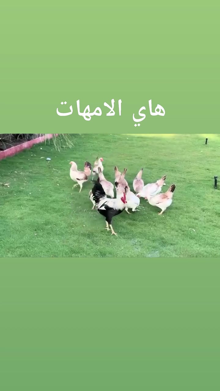 الفاتح على اصوله 👌🔥 كميه قليله باقي 🥰
بسم الله ولا حول ولا قوة إلا بالله

متاح أفراخ دندراوي من الخطوط الاولى من حلال

محمية الخزعلي  دماء حيدر الامير بنات الآيس كريم 

العدد خير من الله

 العمر ١٠ ايام وشوفو الخشانه والنشاط حلال متعوب علي كلش 

*********** واتساب او اتصال 

مكاني بغداد  بسماية ويوجد توصيل بعد تحويل المبلغ
