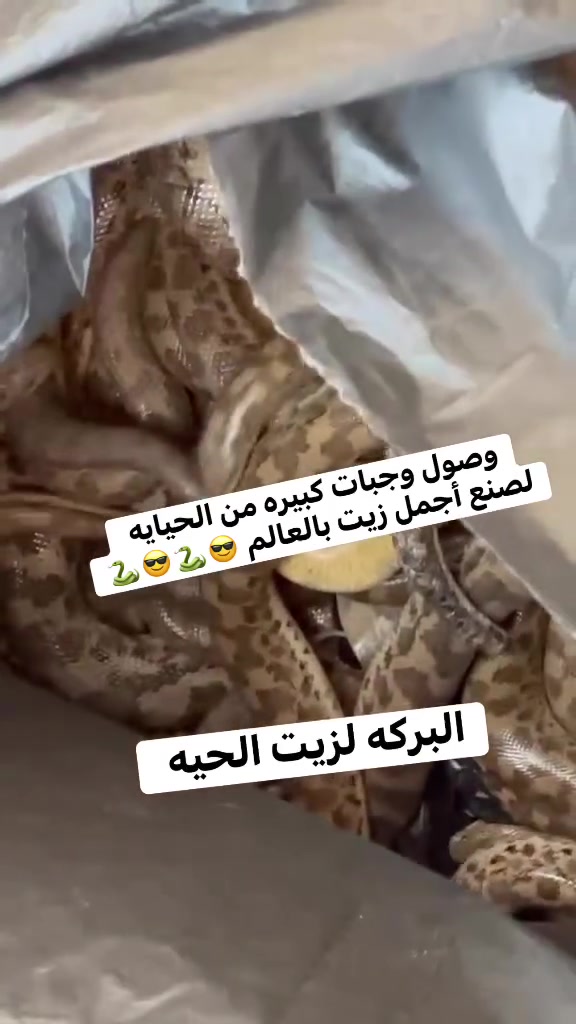 الرزق الحلال يحب الصدّق.. 🤲
هذي وجبة جديدة وصلت اليوم، حبيت أشارككم التفاصيل حتى تشوفون بعينكم شلون نشتغل.🐍🐍
زيت الحية مو بس علبة وتنباع، هذا "علاج" وعناية. إذا شعرج تعبان ومحتاج رجعة قوية، هذا هو الحل اللي جنتي تدورين عليه.
فوائده لا تعد ولا تحصى 😎🐍🐍
راح تجربي وتدعيلي 🙏🏻🩵💎

محبي مجلة السيدة الأولى@


**إذا كنت صاحب هذا الإعلان وتريد حذفه لأي سبب، رجاءا أرسل رسالة إلى الدعم الفني**