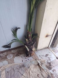 ١٠ فسلان • ضمان • قضاء الخالص