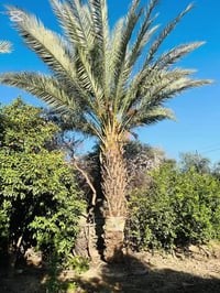 تكريب نخيل • قلع فسائل • الزاب