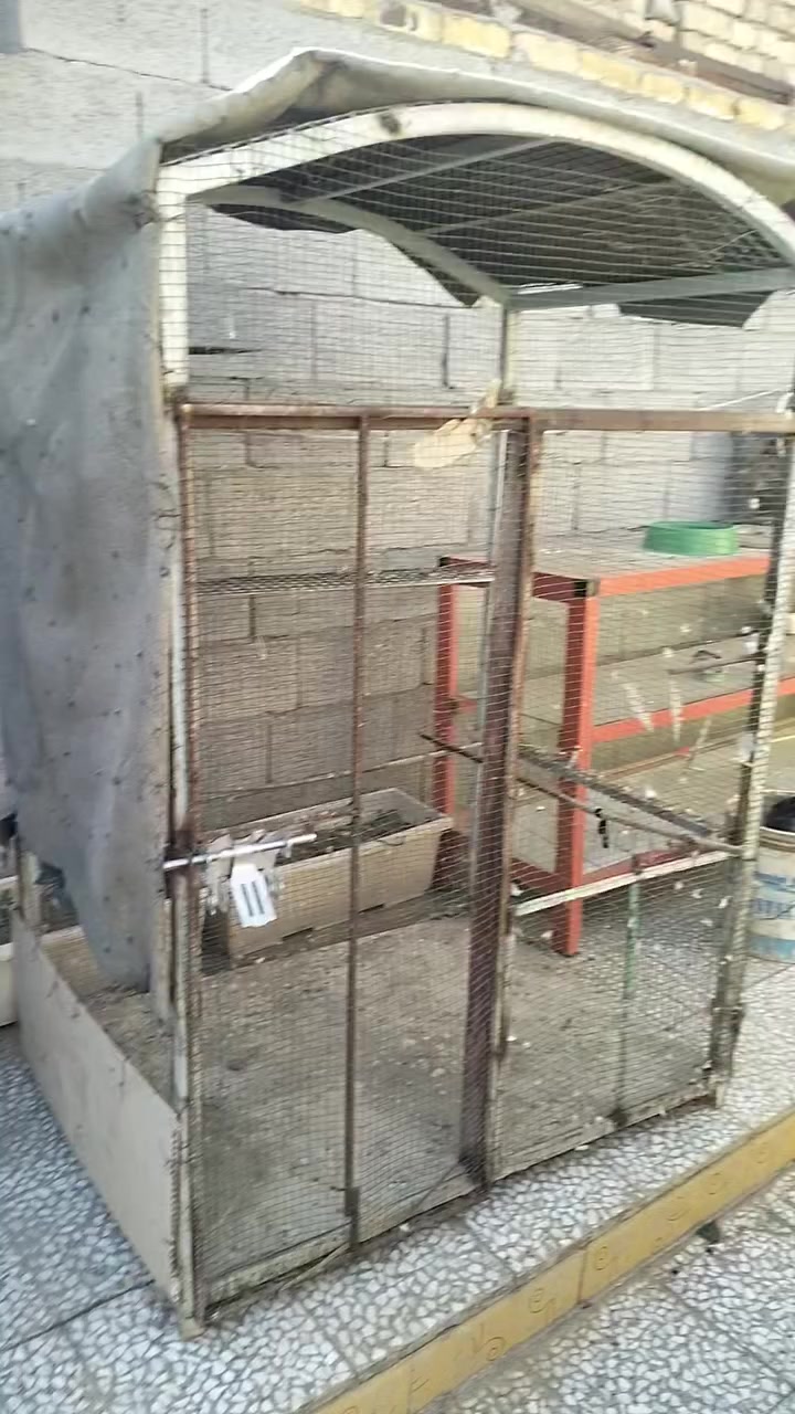 قفص حديد البيع مكاني حي العسكري السعر 50  وبي مجال


**إذا كنت صاحب هذا الإعلان وتريد حذفه لأي سبب، رجاءا أرسل رسالة إلى الدعم الفني**