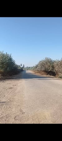 حله ديوانيه • ٢٥ دونم • طابو زراعي