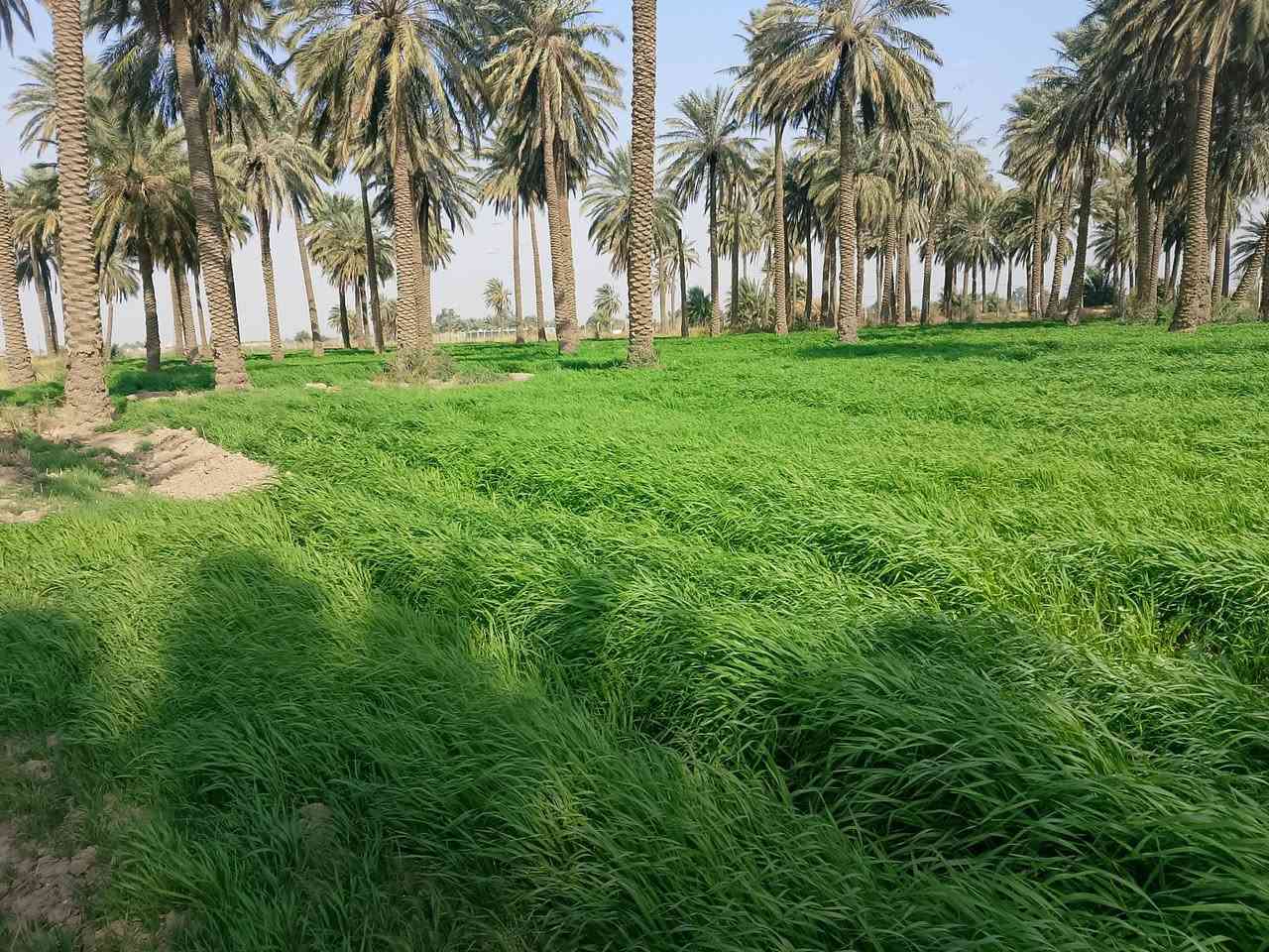 سلام عليكم يوجد أرض زراعيه البيع المساحة 5دونم العنوان كوت اليوسفيه للاستفسار  الاتصال 0771509612


**إذا كنت صاحب هذا الإعلان وتريد حذفه لأي سبب، رجاءا أرسل رسالة إلى الدعم الفني**