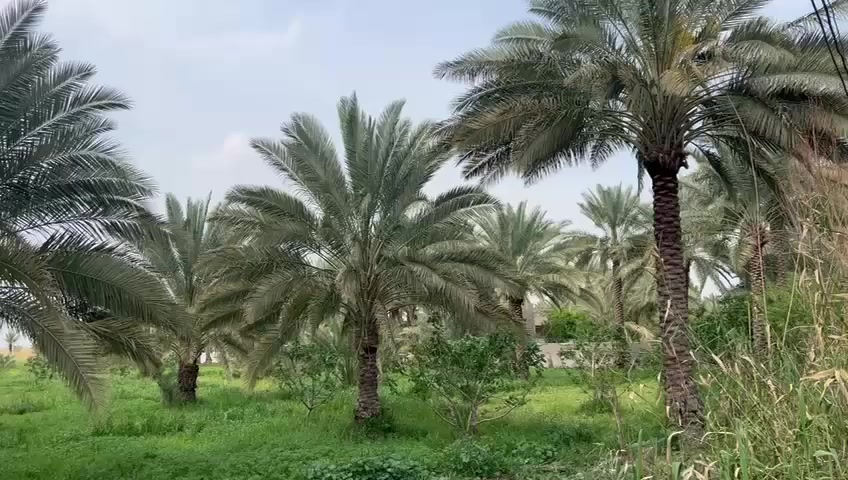 السلام عليكم
قطعة أرض مساحة 6 دونم طابو صرف خدمات كاملة تبعد عن الشارع 20 متر واجهة 40 نزال 600 / يوجد فيها 80 نخلة حمال واشجار تين 
الموقع /طريق سدة محاويل/ أراضي الناصرية 
للتفاصيل أكثر 0786 337 7890
