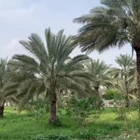 ٦ دونم • طابو • ٨٠ نخلة