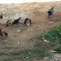 دجاج عرب • دجاج للبيع • ديج ودجاج • افراخ دجاج • دواجن • طيور للبيع • ...