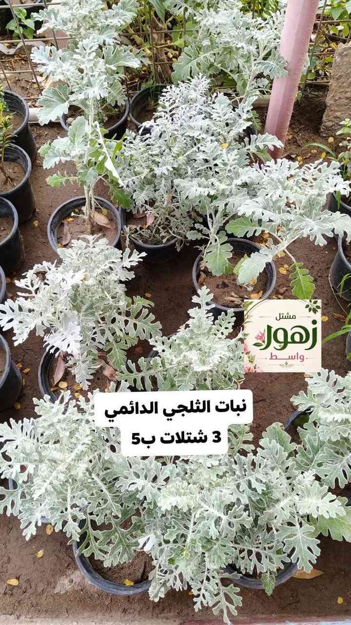 تخفيضات كل 3 شتلات بسعر 5,000  دينار فقط كل النباتات لمنشوره دائمي
يفتح المشتل طيله ايام الاسبوع من الساعه 8:00 صباحا والى الساعه 10:00 ليلآ
#مشتل_زهور_واسط العنوان كوت فلكه الحاوي شارع مجمع دمشق الطبي مقابل ابتدائية الكوت للتعليم الأساسي #يوجد_توصيل_داخل_الكوت
*********** لطلب والاستفسار واتساب  او مراسله الصفحه الشخصيه بلال الواسطي🌹😊
