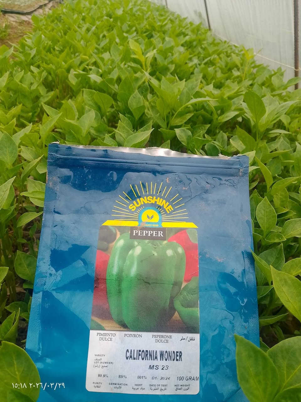 بسم الله الرحمن الرحيم شتل للبيع بيذنجان رافدين مقلف +فليفله مدعبله شعاع+فليفله بورصه جرن الغزال +فليفله حاره +طماطه جيسي حاسبه الصلي+باميه درجه اوله )(المكان ناحية النمرود قرية العباس التواصل )(***********)
