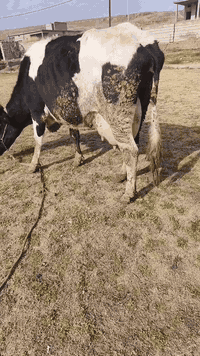 السلام عليكم
متاح رقوث زراعيه  اصليه 
ثالث بطن 
وراها حولي سميتال اصلي 
دابه مال بيت 
رقم واحد على واحد 
حليب ودسامه 5بطاله شرط
شرط مامحينه شرط 
كافت الشروط الجني 
شرط تحلب الولاد 
يرهم مراوس بحلال 
المكان الزاب قرية شميط 
***********
