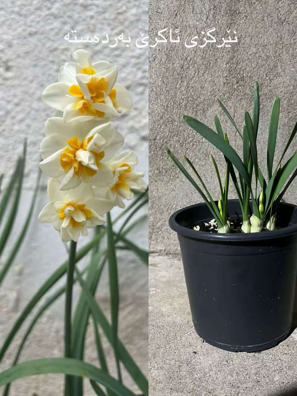 جديدناااااااااااا🥰🥰🥰
نرجس عطري 😍😍
    
  تتوفر الآن مزهريات النرجس المعطرة 2500دينار فقط 
للحجز مراسلتنا خاص او على الواتس اب ***********
