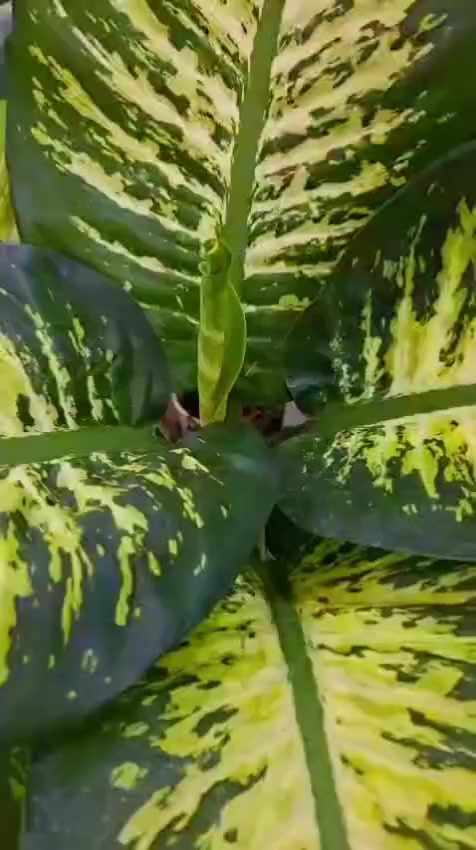 تزامناً مع قرب
🌙 عيد الفطر المبارك و 💐 عيد الأم

اختاروا هديتكم الطبيعية الجميلة لمن تحبون…
النباتات دائماً هدية تبقى وتكبر مع الأيام.
متوفر الآن في جورية للنباتات 🌿

🚚 توصيل فقط
#Jouriyyah_plants #نباتات #موصل #ديكور #زراعية #هدايا


**إذا كنت صاحب هذا الإعلان وتريد حذفه لأي سبب، رجاءا أرسل رسالة إلى الدعم الفني**