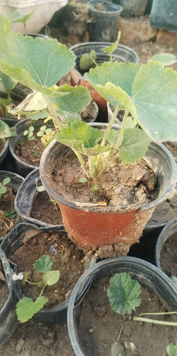 متاح لدينا شتلات نبات ورد الختميه لطلب والحجز واتساب *********** السماوه أو
مراسلة الصفحه يوجد خدمة توصيل طلبات داخل السماوه لباب البيت
