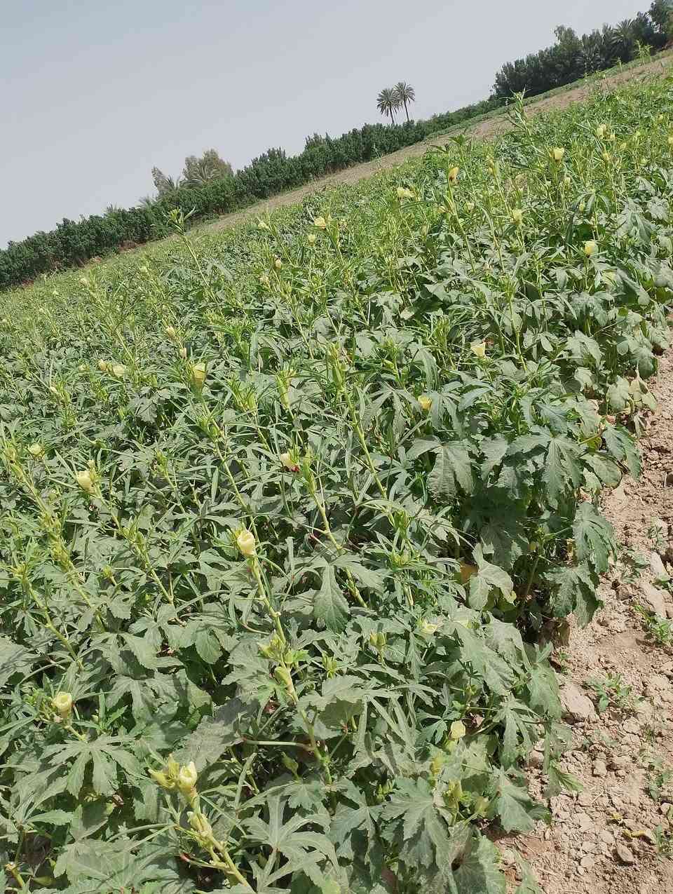 بذور بانيه الهلوبه درجه والئ متهده المكان بابل جبله رشايد فرع السادس ***********
