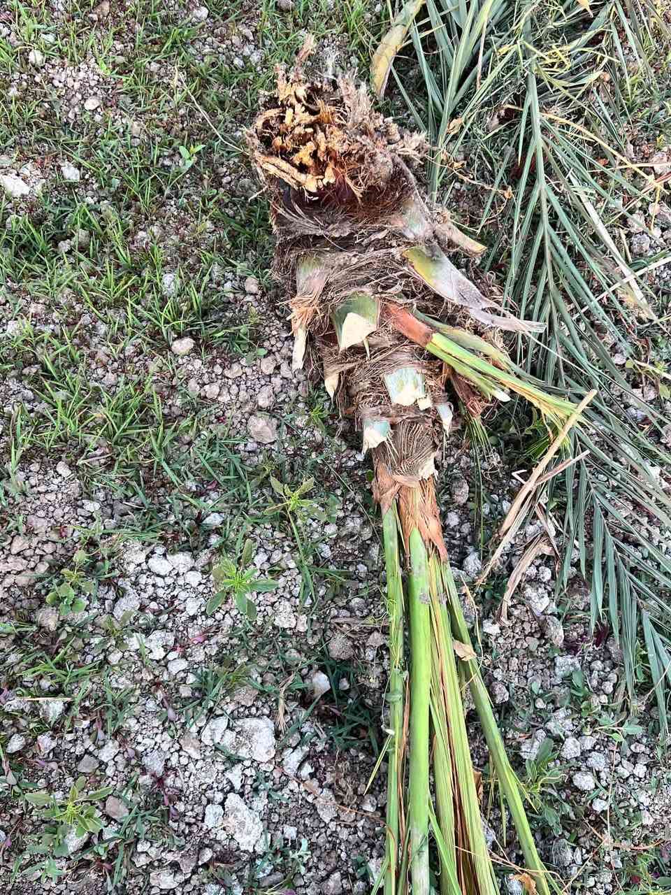 الاخوة الاعزاء يتوفر فاسائل مجهول مغربي درجة  1️⃣ ضمان 💯
🌴 من "مزارع العبيدي".. جودة، ضمان، وسعر تنافسي! 🌴
لكل أصحاب المزارع وعشاق النخيل، متوفرة لدينا وجبة مميزة من فسائل نخيل المجهول (القلع).

• الصنف مجهول نسيجي أصلي 100%.
• نبيعك بالضمان.. الفسائل من أمهات مثمرة .
• تگدر تجي وتشوف مكان القلع من النخله الأم
القلع مستمر والحجز موجود
📍 موقعنا : ديالى - الخالص - طريق جديدة الأغوات
📞 لأي استفسار أو حجز عن طريق الاتصال فقط،  أرقامنا مفتوحة لكم:
مهندس عامر العبيدي ***********
